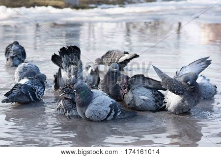 grey birds pigeons bathing in a puddle in the spring on the road