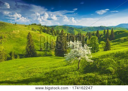 Blossoming apple tree on a green meadow in a Carpathian mountains.