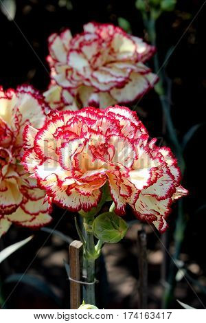 Beautiful Flower in park and garden in New Delhi, India