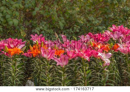 Beautiful Flower in park and garden in New Delhi, India