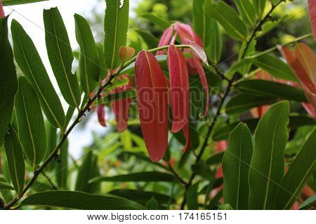 Beautiful Flower in park and garden in New Delhi, India