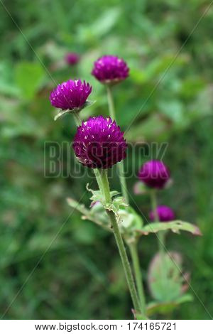 Beautiful Flower in park and garden in New Delhi, India