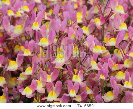 Beautiful Flower in park and garden in New Delhi, India