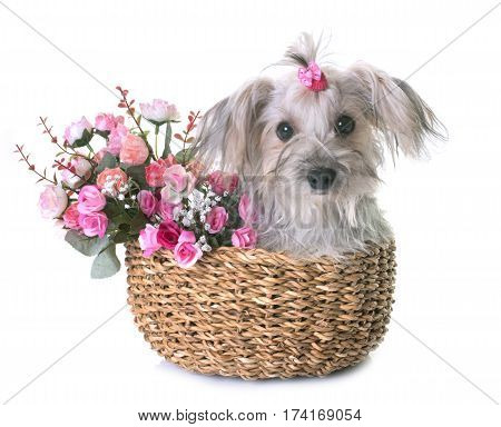 crossbred yorkshire terrier in front of white background