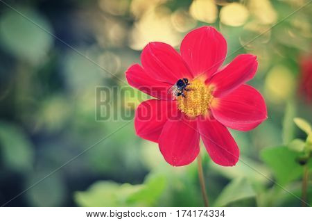 Fluffy striped bumblebee collects nectar sitting on a red beautiful flower