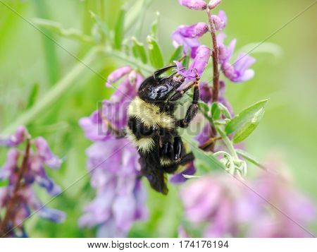 Bee On A Flower.