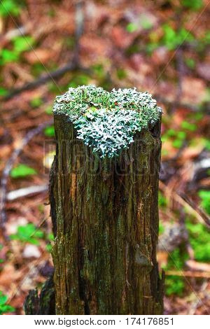 Lichens On A Tree Stump In The Shape Of A Heart.