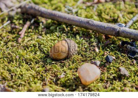 Acorns lying on moss in the forest in the sun. Two fallen acorn.