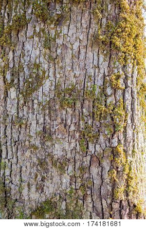 Lichen on a tree trunk. Moss on the old trunk.