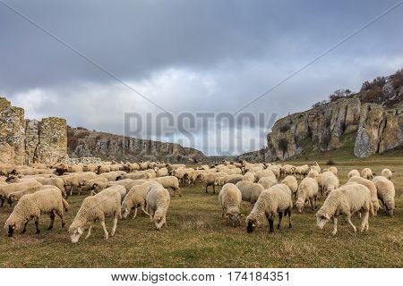 sheep in Geological Reservation Cheile Dobrogei Romania.