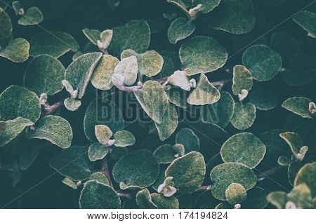 Green leaf background. Processing under the film in cold colors. Helichrysum petiolare silver-bush everlastingflower. Asteraceae family