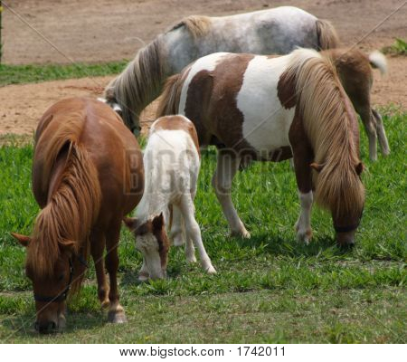 Pienoiskoossa hevoset ja vauvat
