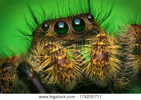 Super macro close up Phidippus regius jumping spider