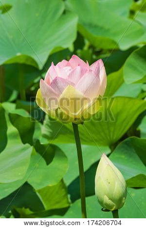The Bud of the Lotus orehonosny (lat. Nelumbo nucifera) is a perennial herbaceous species of amphibians plants of the genus Lotus (Nelumbo) monotypic family of Lotus (Nelumbonaceae)