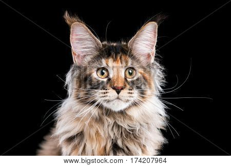 Portrait of domestic tortoiseshell Maine Coon kitten. Fluffy kitty on black background. Adorable curious young cat looking away.