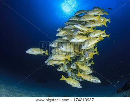 Fish in sea. Snapper fish in ocean. Underwater yellow fish blue water