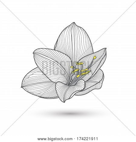 Abstract floral background. Hand drawing flower amaryllis. Element for design.