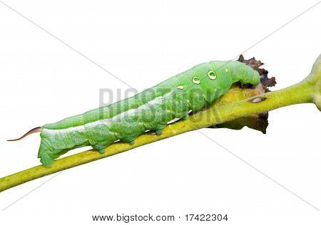 Caterpillar Hawkmoth