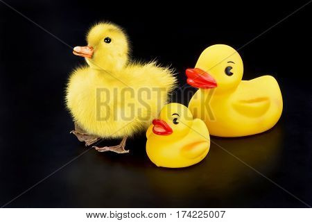 Cute little baby duck with toy duckys.