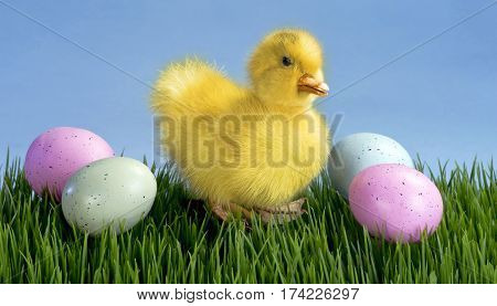 Cute little Easter duck and easter eggs.