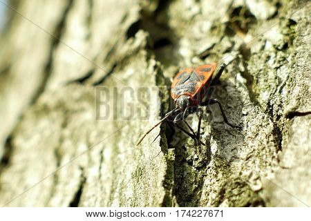 Red Begbugs On The Tree Macro Shot