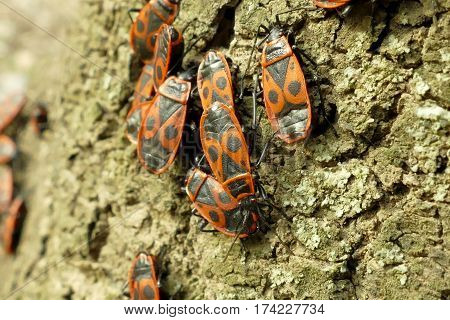 Red Begbugs On The Tree Macro Shot