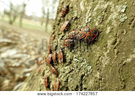 Red Begbugs On The Tree Macro Shot