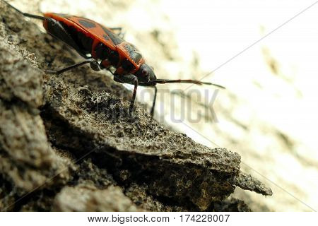 Red Begbugs On The Tree Macro Shot