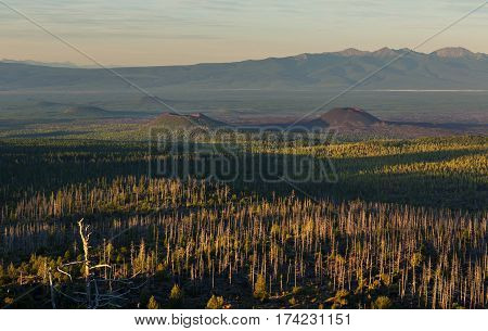 Dead wood - a consequence of a catastrophic release of ash during the eruption of the volcano in 1975 Tolbachik north breakthrough - Kamchatka