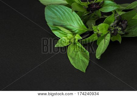 Fresh basil leaves on a black background. Photos greenery.