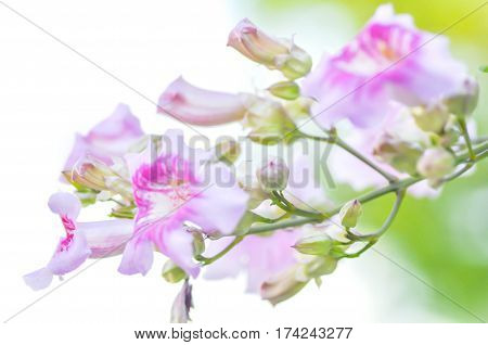 pink Trumpet Vine flower or Podranea ricasoliana