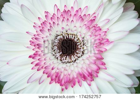 Closeup white and pink chrysanthemun flower textured background