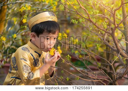Happy kid having fun with traditional dress (ao dai) in Ochna Integerrima (Hoa Mai) garden. Hoa Mai flower is used for decoration in lunar new year in Vietnam. Tet holiday.