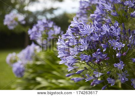 dwarf agapanthus blowing in the breeze in the garden of a country estate