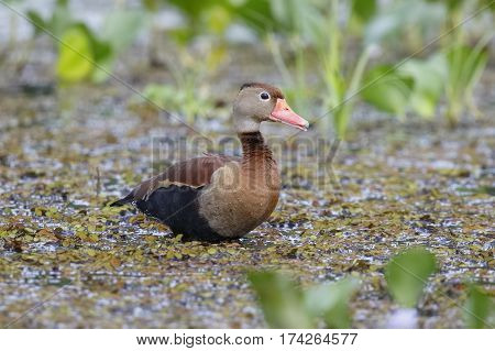 Black-bellied Whistling Duck - Gamboa, Panama