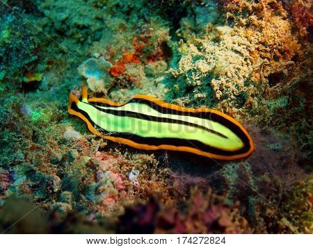 The surprising underwater world of the Bali basin, Island Bali, Lovina reef, flatworm