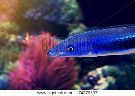 Beautiful Fish Red Sea Coral Animal. Horizontal with Copy Space. Selective focus.