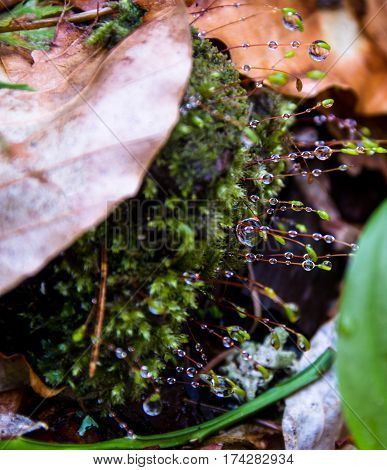 Drops of dew on the young shoots in spring moss in the forest