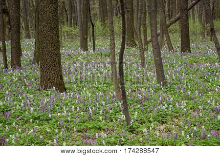 Springtime in deciduous forest. Blossom birthwort flowers create multicolored flower-bed.
