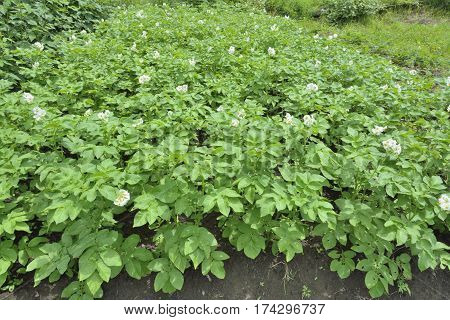 A close up of the blooming plants of potato.