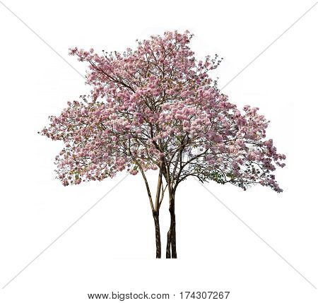 Isolated Tabebuia rosea tree on white background