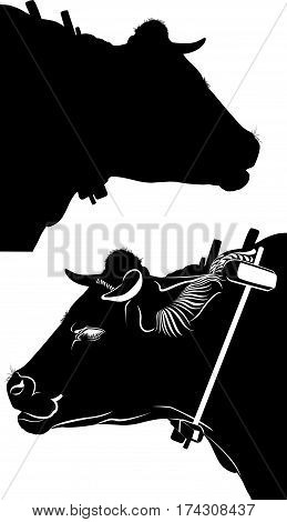 bullock. Bull. Black Cow isolated on white background. Vector illustration