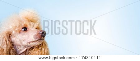 Dog over blank posterboard, you add the message.