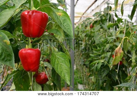 SWEET PEPPER / BELL PEPPER ON TREE IN GARDEN