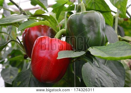 SWEET PEPPER / BELL PEPPER ON TREE IN GARDEN