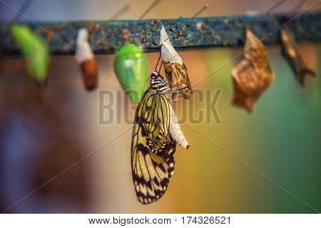 close up on idea leuconoe butterfly being born