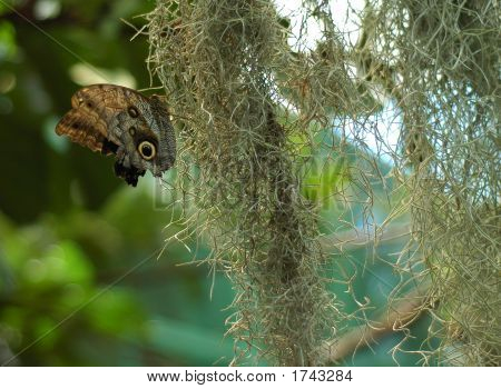 Butterfly244