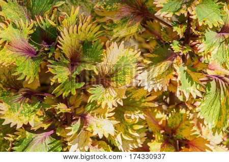 beauty of Coleus (Painted nettle) colorful leaf background