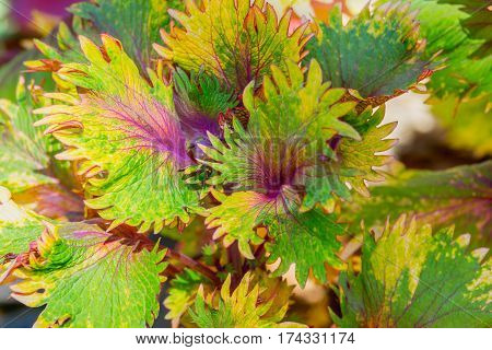 beauty of Coleus (Painted nettle) colorful leaf background