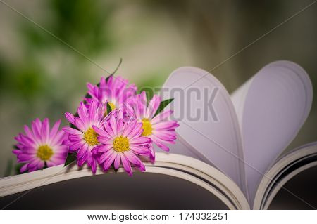 Blooming Alpine asters flowers beside heart shape which made by white note book. Nature clear background.